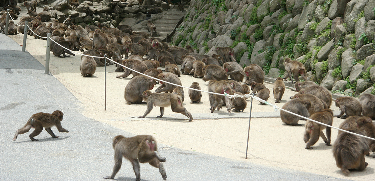 別府温泉で観光で訪れたい人気スポット：第15位　高崎山自然動物園